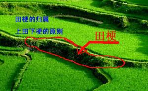 田梗[漢語詞語]