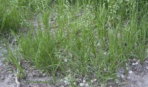 雜早熟禾 雜早熟禾