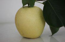 新採摘的河北皇冠梨