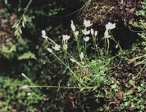 矮甸百金花 矮甸百金花