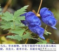 滇川烏頭 滇川烏頭