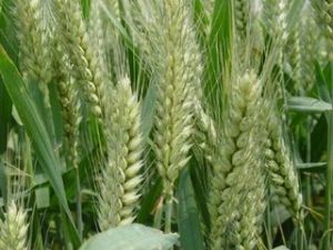 國抗雜二號 國抗雜二號