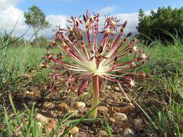 燈台百合 燈台百合