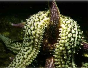 日本長腕海盤車 日本長腕海盤車