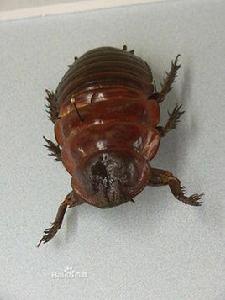 犀牛蟑螂 犀牛蟑螂