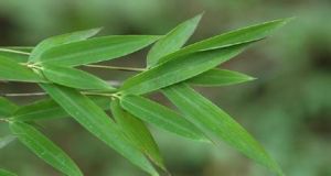 膜籜箭竹 膜籜箭竹