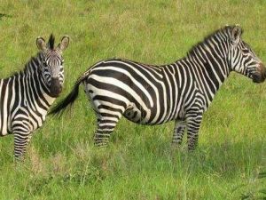 山斑馬國家公園 山斑馬國家公園