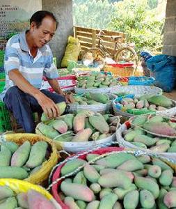 芒果之鄉[中國芒果之鄉——廣西田東縣]