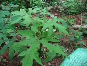 多裂紫堇 多裂紫堇