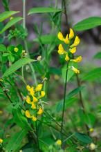 牧地香豌豆 牧地香豌豆