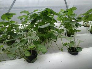 體表共生 體表共生