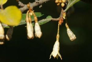 文山胡頹子 文山胡頹子