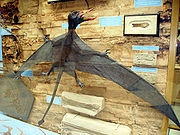 （圖）喙嘴翼龍的模型