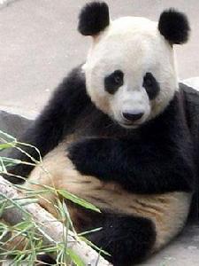 洋洋[熊貓洋洋]