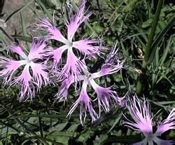 蠅子草屬 蠅子草屬