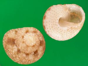 跳斑鐘螺 跳斑鐘螺