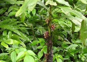 勐臘鞘花 勐臘鞘花