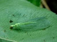 脈翅目草蛉科 脈翅目草蛉科