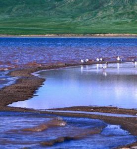 青海鄂凌湖濕地 青海鄂凌湖濕地