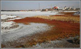 阿拉善鹽場 阿拉善鹽場