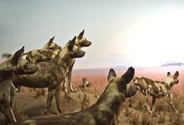 非洲野犬中非亞種 非洲野犬中非亞種