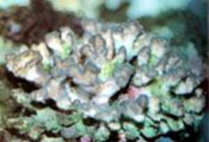 水手珊瑚 水手珊瑚