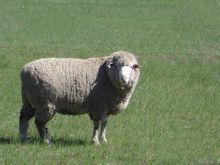 德國美利奴羊 德國美利奴羊