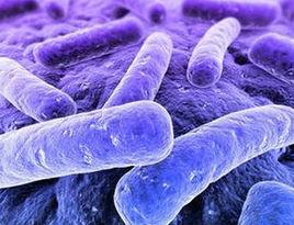 糞球菌屬 糞球菌屬