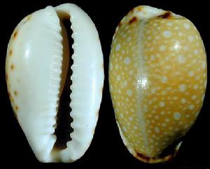 黃眼斑寶螺 黃眼斑寶螺
