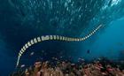 海洋金環蛇