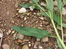 缺葉鍾報春 缺葉鍾報春