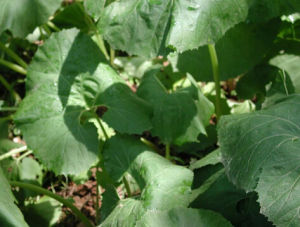 蜂斗菜屬 蜂斗菜屬