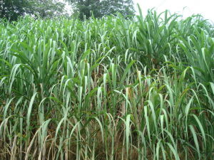 發展甘蔗
