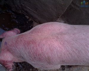 豬繁殖與呼吸綜合徵 豬繁殖與呼吸綜合徵