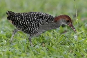 藍胸秧雞爪哇亞種 藍胸秧雞爪哇亞種