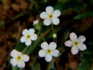 絹毛點地梅 絹毛點地梅