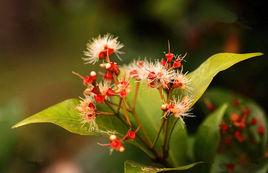 紅枝蒲桃 紅枝蒲桃