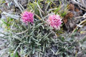 帶葉風毛菊 帶葉風毛菊