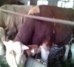 瑞澳噸牛 瑞澳噸牛