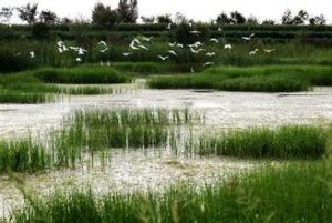 小開河村 小開河村