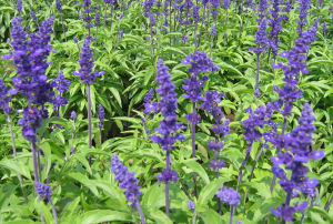 阿里山鼠尾草 阿里山鼠尾草