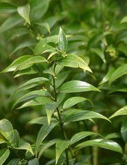 雙蕊野扇花 雙蕊野扇花