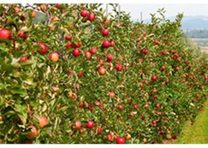 皖甜2號 皖甜2號