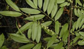 披針葉毛柃 披針葉毛柃