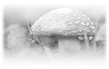 蘑菇菌蓋斑點病