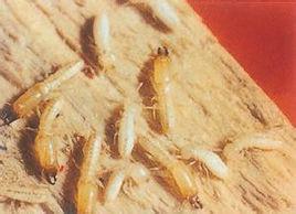 乾木白蟻 乾木白蟻