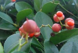 紅果冬青樹 紅果冬青樹