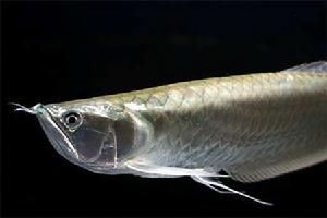 雙須骨舌魚 雙須骨舌魚