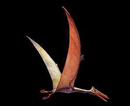 奎查爾翼龍 奎查爾翼龍