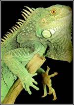 古巴地鬣鱗蜥 古巴地鬣鱗蜥